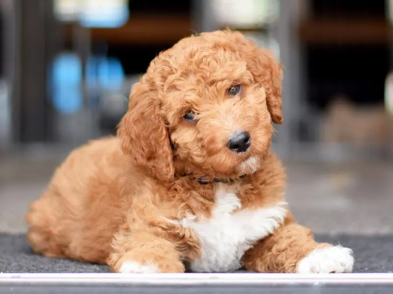 Irish Doodle puppies can be exceptionally cute and almost teaddy bear like! 
