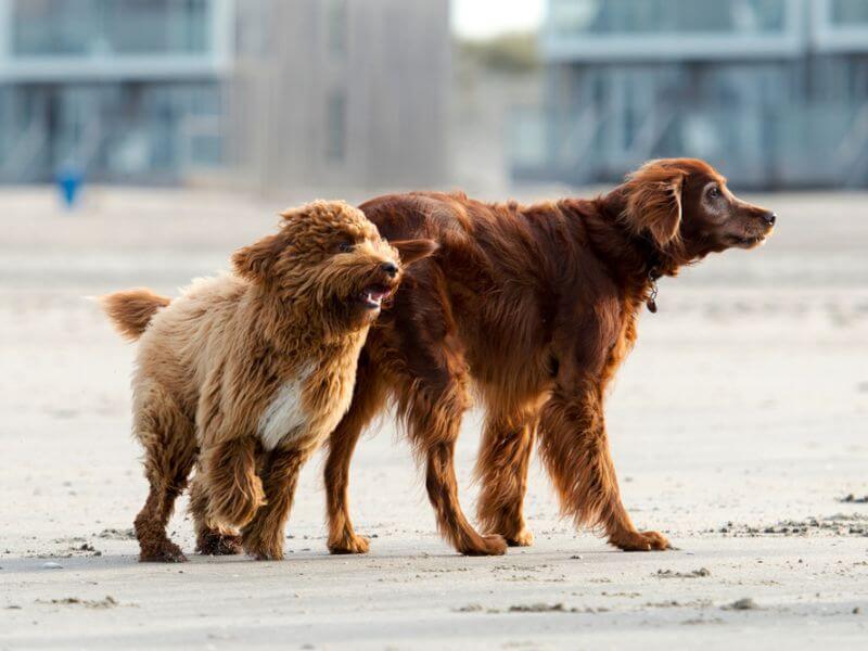 Ein Irish Doodle und ein Irish Setter Hund Seite an Seite am Strand. 
