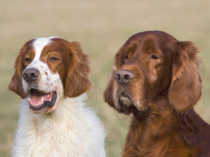 Portraits of an Irish Red and White Setter and an Irish Setter.