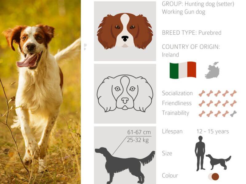 Image of running Irish Red and White Setter with infographic about the breed characteristics.