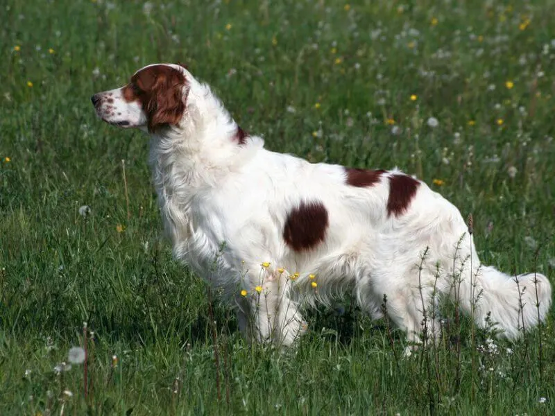 An alert Irish Red and White Setter in long grass with meadow flowers. 