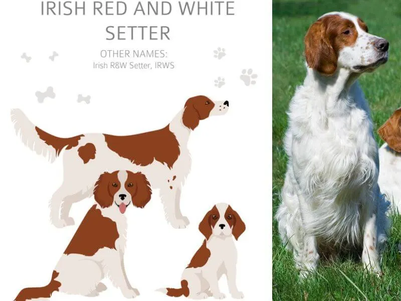 Graphic of Irish Red and White Setters at different ages and a photo of a sitting Irish Red and White Setter 