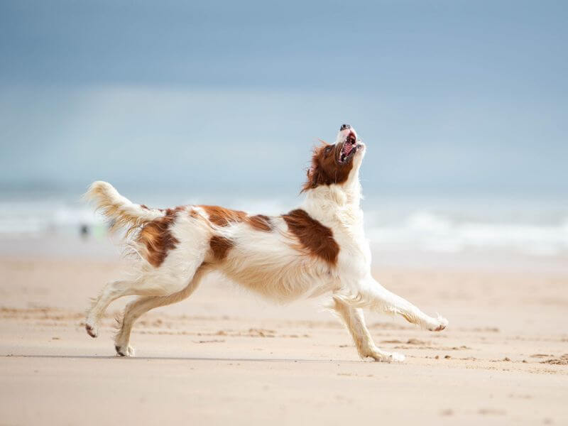 A playful Irish Red and White Setter having fun on a beach. 