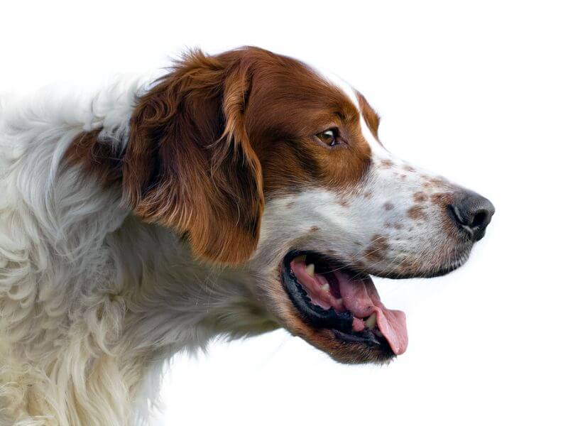 Portrait of an Irish Red and White Setter.