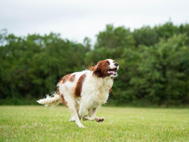 An Irish Red and White Setter running at top speed in a grassy area.