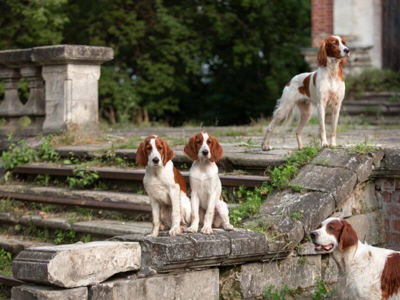 Irish Red and White Setter hunting dogs in the ruins of an old castle. 