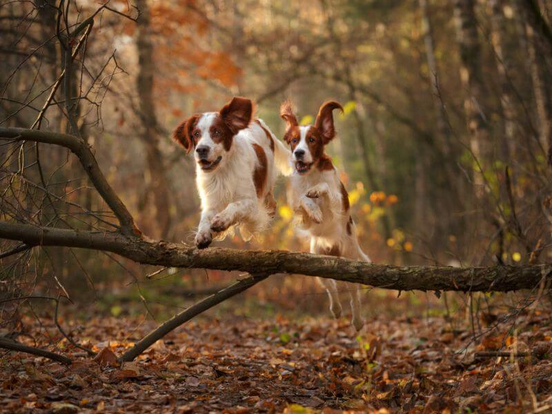 Two energetic Irish Red and White Setters bounding over a fallen tree in a wood. 