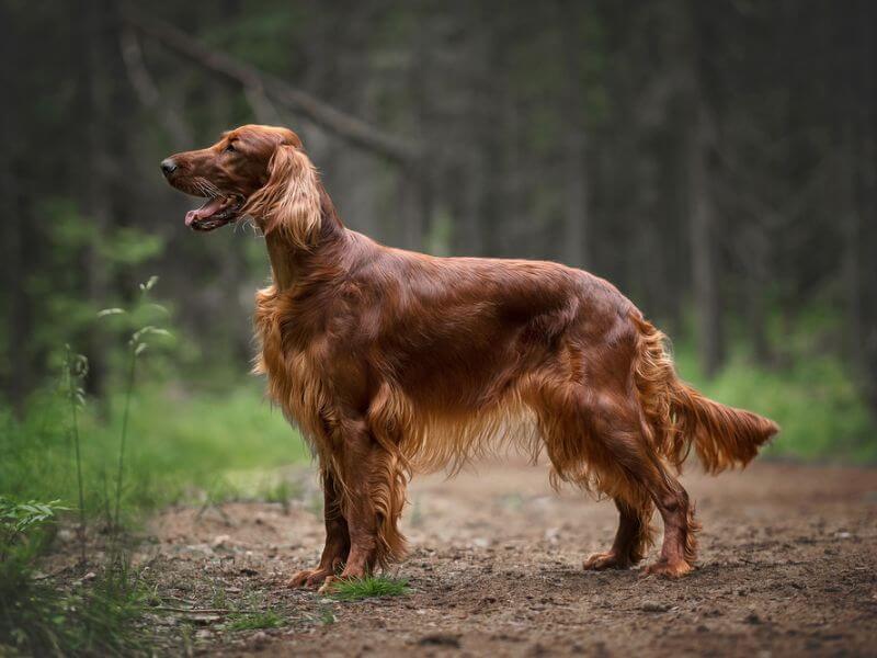 An Irish Setter dog has a silky, solid red coat. 