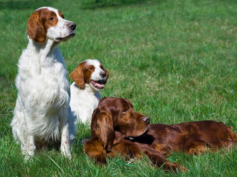 Two Irish Red and White Setters and an Irish Setter relaxing on grass. 