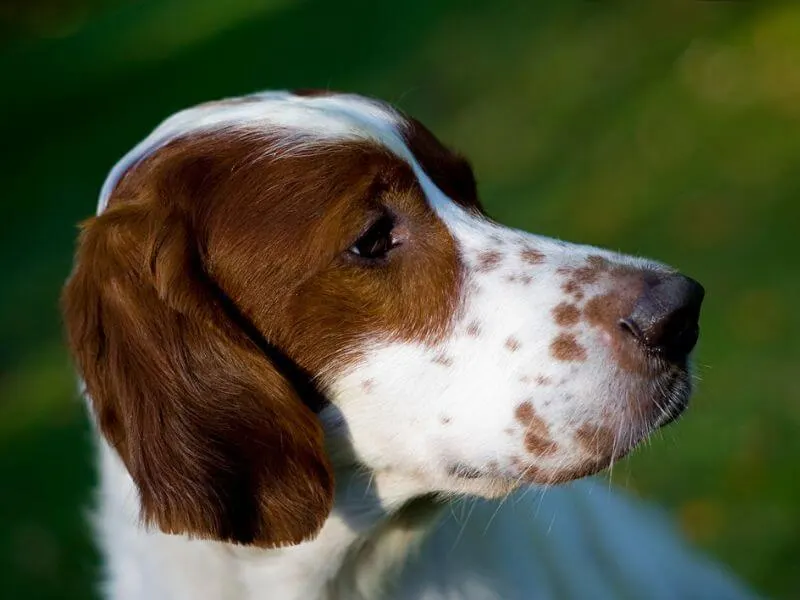 An Irish Red and White Setter with chestnut colored facial patches. 
