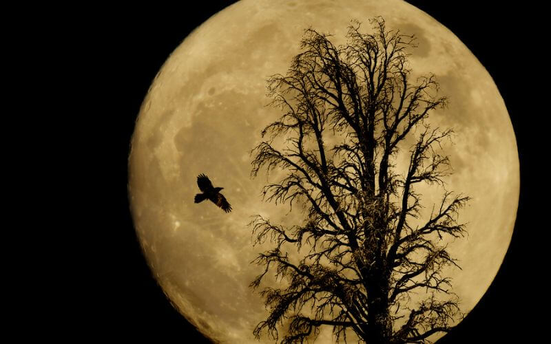 Raven landing on a tree silhouetted by the moon