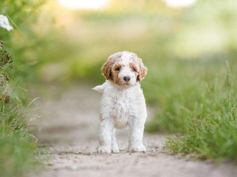 An Irish Doodle puppy on a path surrounded by grass.