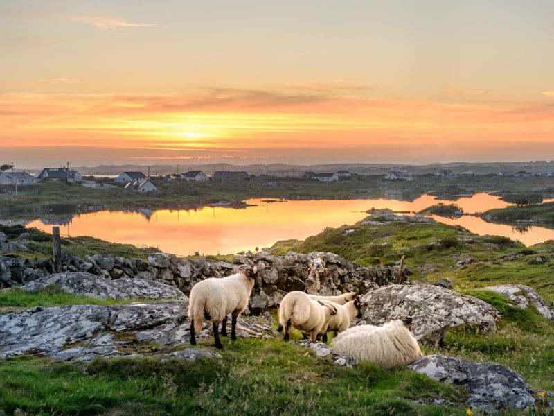 Lämmer auf Felsen vor einem See, der den Sonnenuntergang spiegelt, in Irland