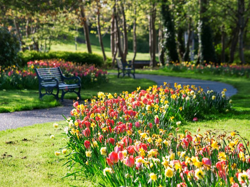 Ein Blumenbeet mit Narzissen und Tulpen in einem Park in Dublin, Irland