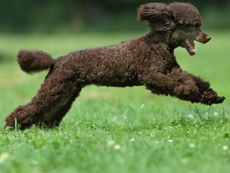 A Standard Poodle running in grass.