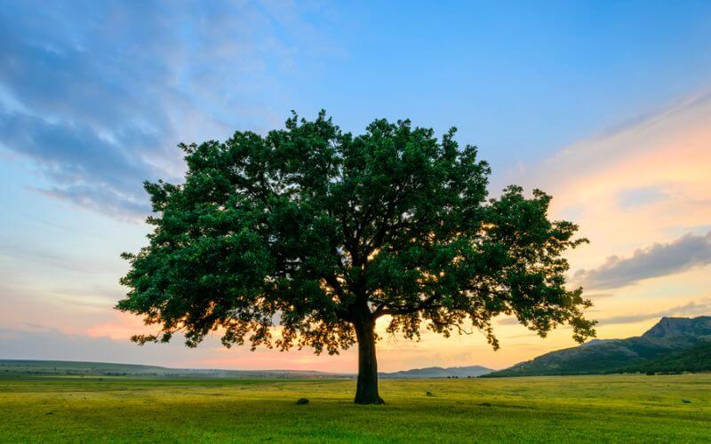 Oak trees are traditionally a symbol of strength in Celtic culture. 