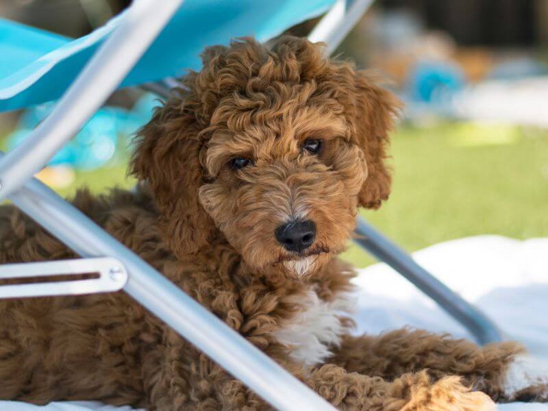 An Irish Doodle puppy in the shade of a chair. 