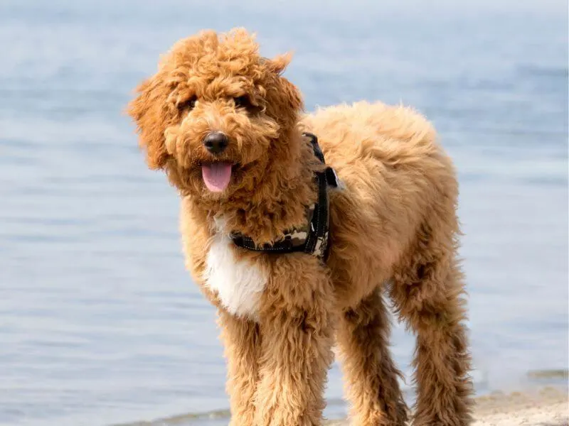 Ein Irish Doodle trägt ein Hundegeschirr am Strand. 