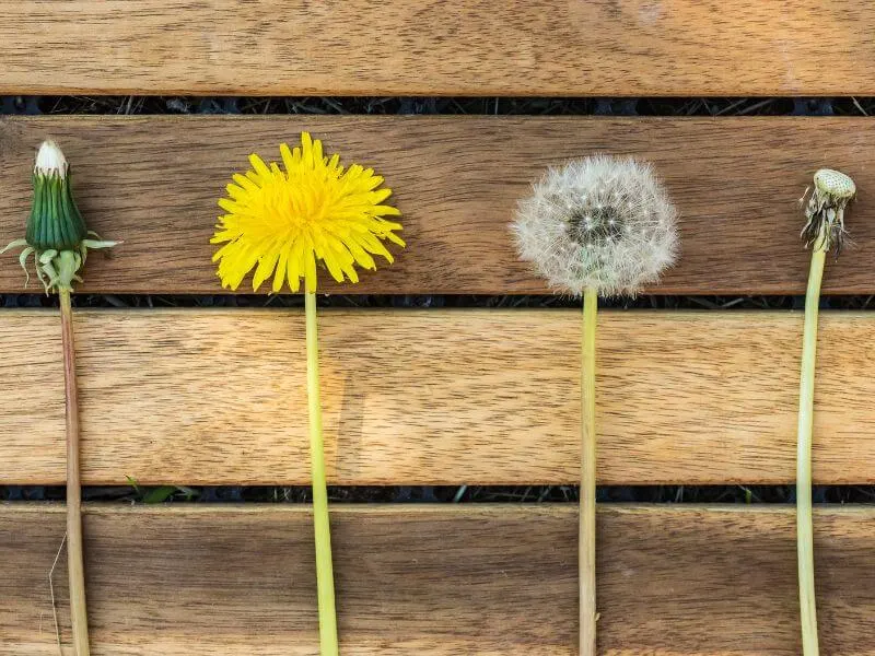Four different stages of the dandelion growth cycle.