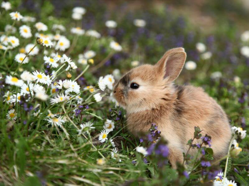 Young rabbit with flowers in grass.