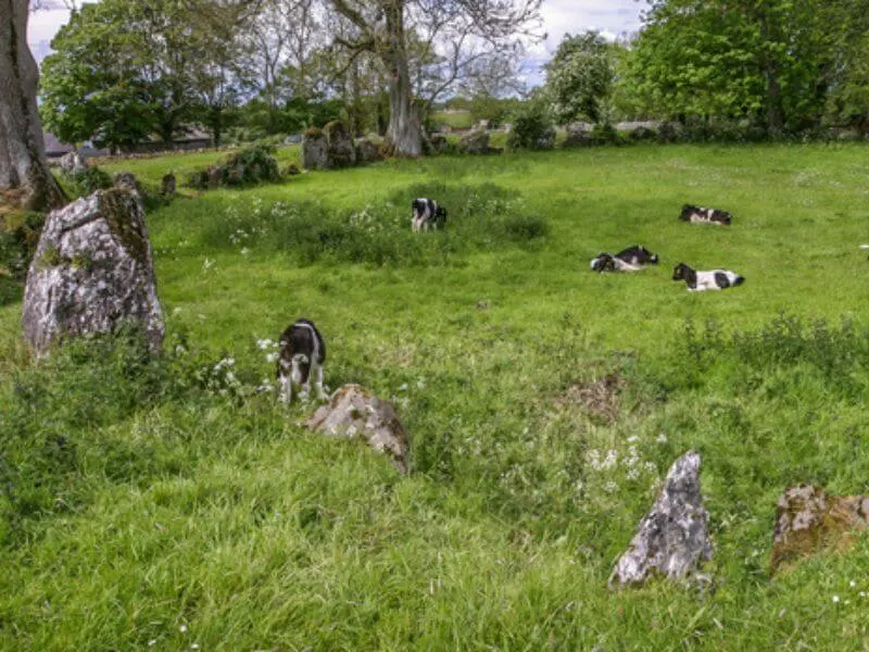 Cattle resting in an ancient Grange stone circle in County Limerick.