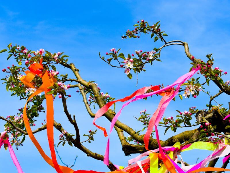 Colorful ribbons in a blossoming tree. 