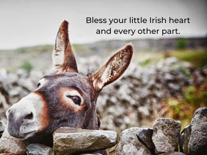 A donkey looking over a stone wall in Ireland with blessing text.