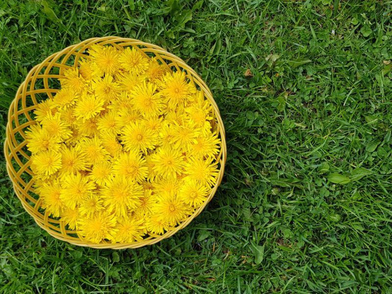 Gathered dandelion heads in a basket.