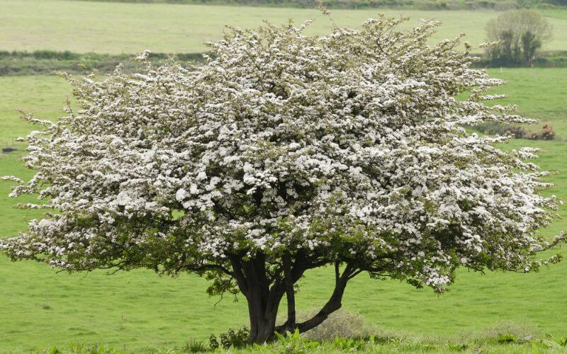 ein blühender Weißdornbaum