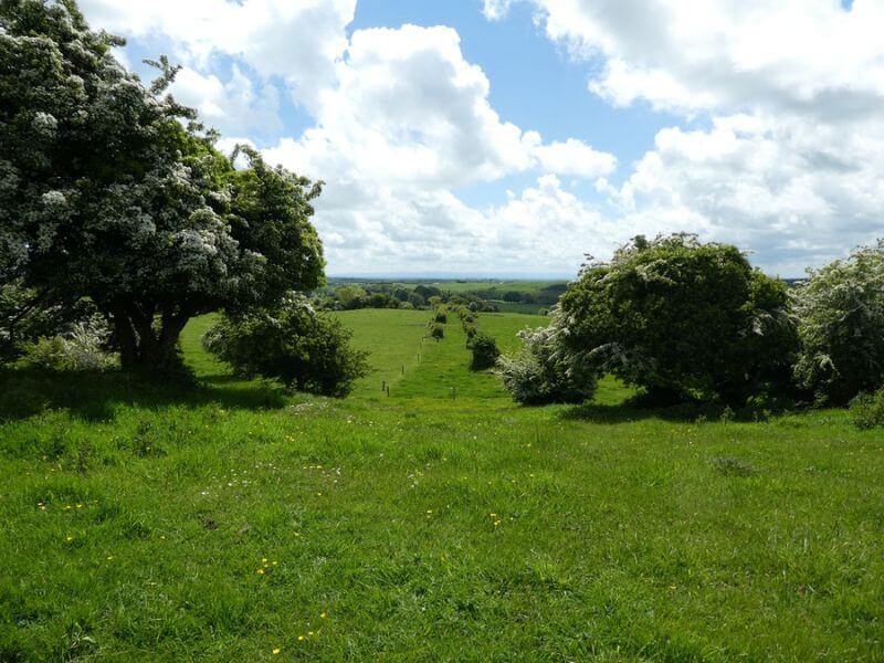Blühende Weißdorn-Bäume auf dem Hill of Uisneach in der Grafschaft Westmeath.