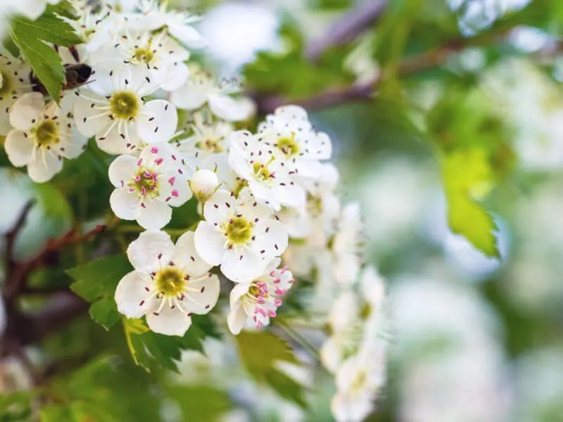 The flowers of the Hawthorn tree. 