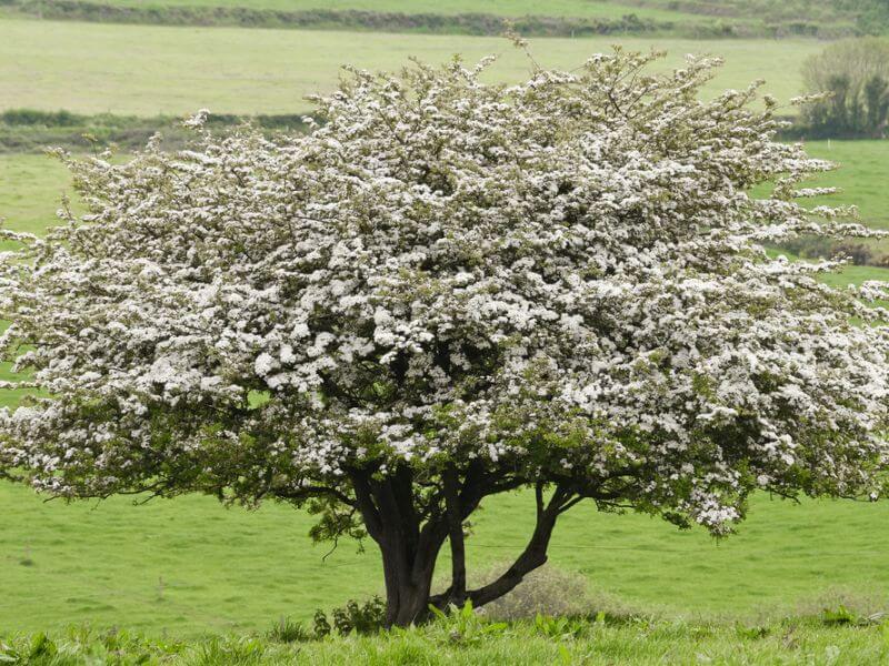 A flowering hawthorn tree.