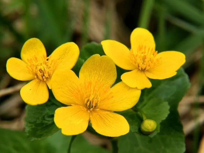 Marsh Marigold (Caltha palustris) is also known as the Beltane Flower. 