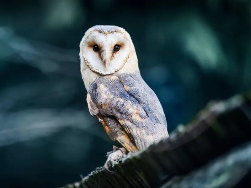 A perched Barn Owl. 