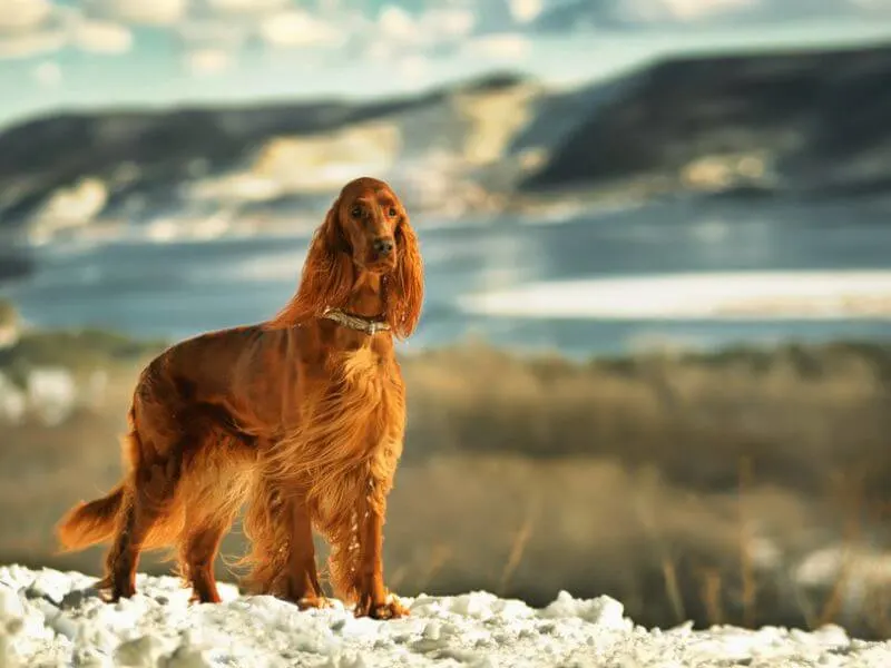 An Irish Red Setter in snow. 