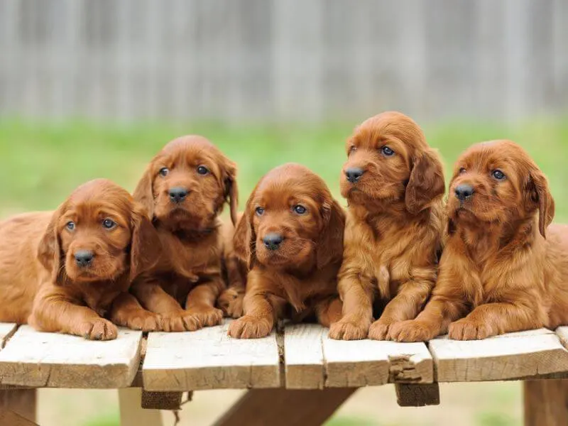 Irish Setter Puppies 
