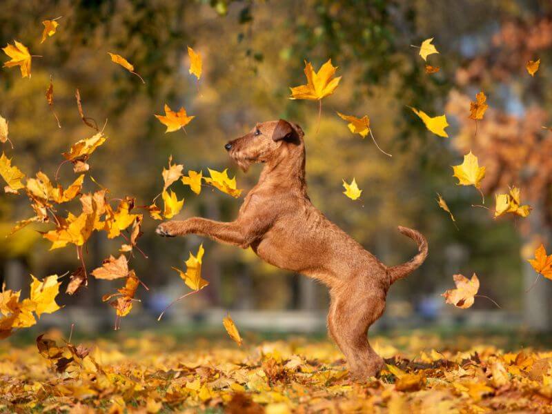 Irish Terrier playing with leaves. 