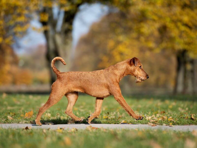 Irish Terrier walking in the park