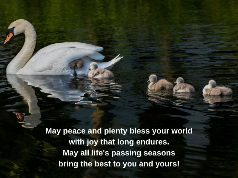 Swan with cygnets in water with Irish blessing text. 