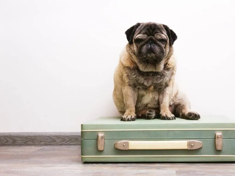 A pug on a suitcase.