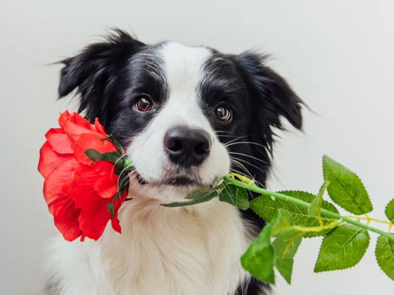 A border collie sheepdog holding a rose. 