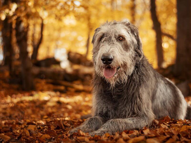 An Irish Wolfhound resting in fall leaves.