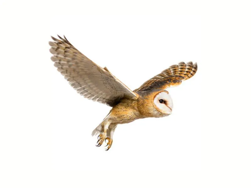 A graceful Barn Owl in flight. 