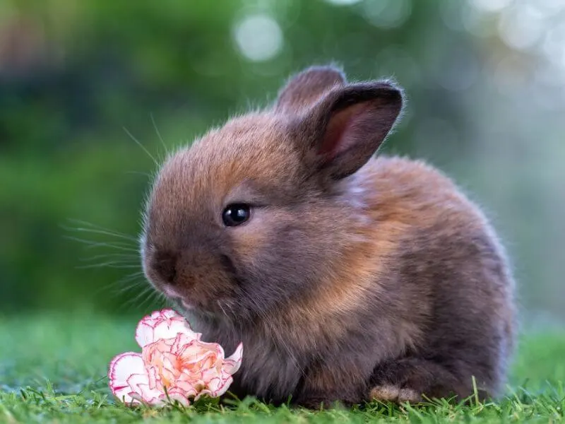 Ein junges Kaninchen mit einer Blume.  
