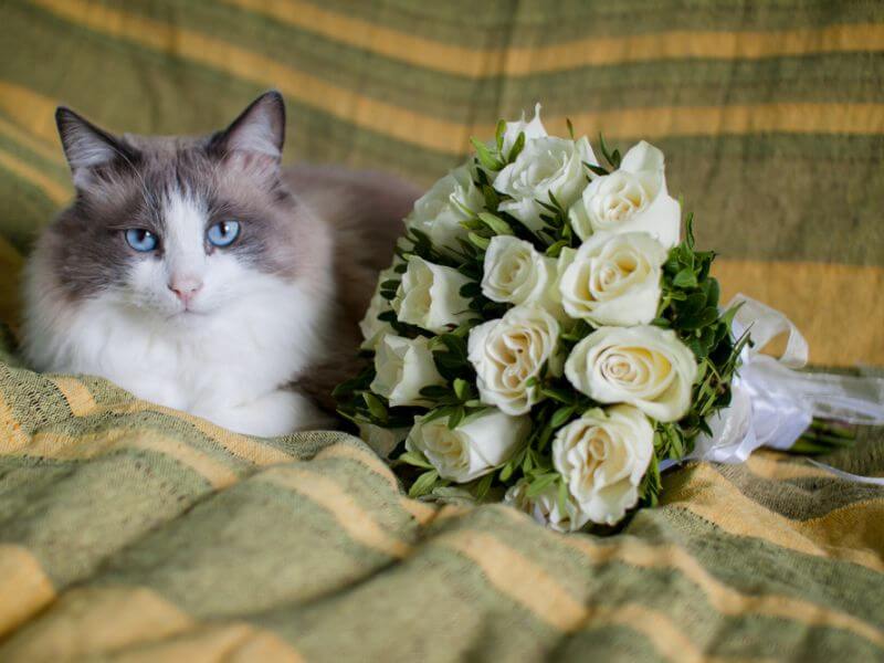 Schöne Katze neben weißen Rosen.