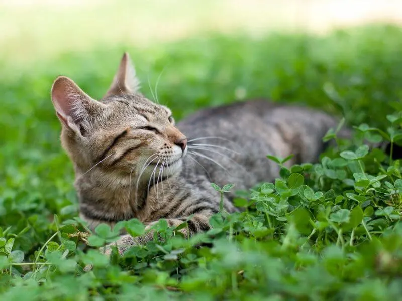 Eine Katze entspannt sich in einem Kleefeld. 