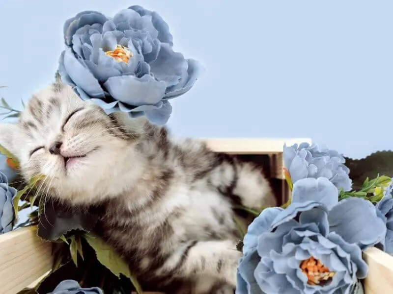 Ein Kätzchen spielt mit Blumen. 