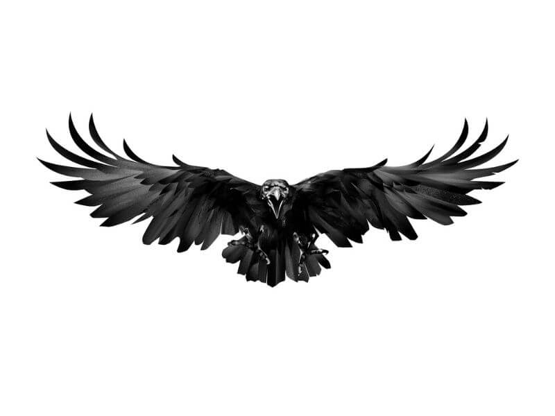 Flying black crow design. 