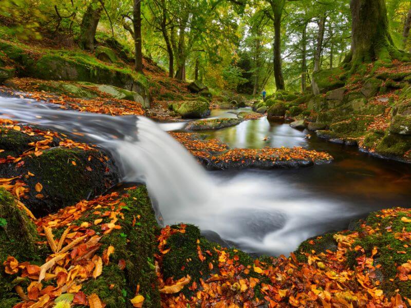 Flowing water in Wicklow National Park with golden leaves. 