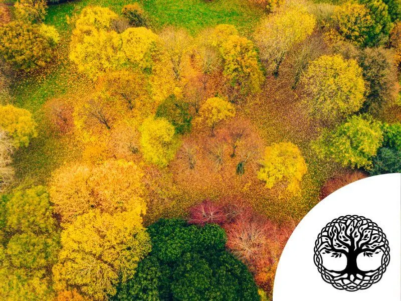 Herbstbäume von oben mit einem keltischen Lebensbaumsymbol. 